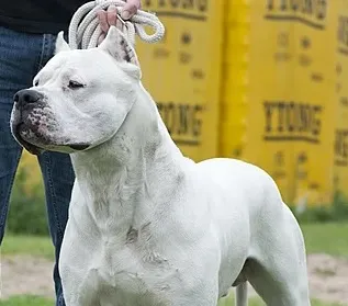 Perro Dogos