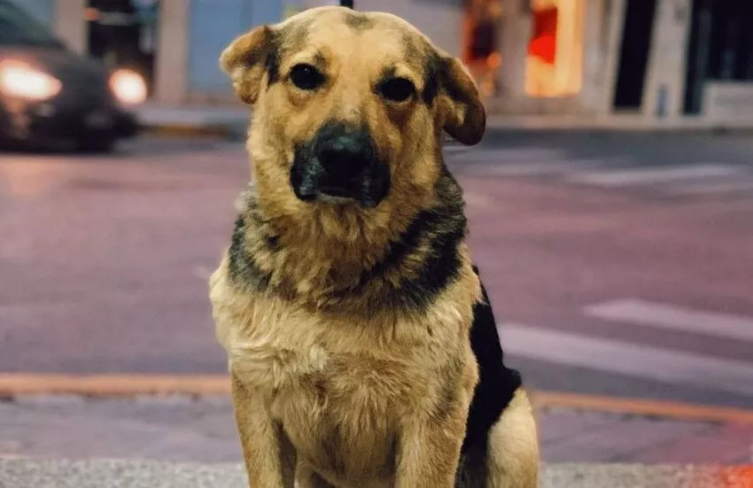 Paleta-el-perro-viral-de-TikTOk-850x551