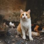 Barrio Güemes: denuncian la desaparición de diez gatos y sospechan que personas en situación de calle los estarían consumiendo