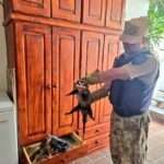 Policía de Córdoba rescata una comadreja y sus crías en barrio Alejandro Centeno