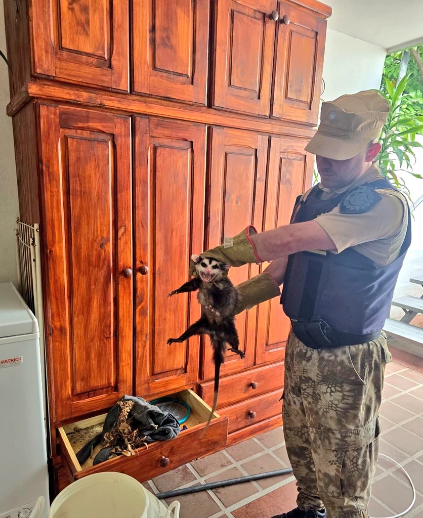 Policía de Córdoba rescata una comadreja y sus crías en barrio Alejandro Centeno