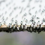 INVASIÓN DE HORMIGAS VOLADORAS EN CÓRDOBA: UN ESPECIALISTA EXPLICA POR QUÉ APARECEN Y CÓMO ELIMINARLAS