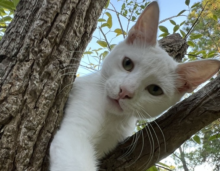 Alerta sanitaria: brote de panleucopenia felina pone en riesgo a gatos en Córdoba y otras provincias