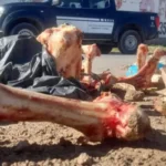 Secuestran media tonelada de carne en operativo de la Patrulla Rural en Ischilín