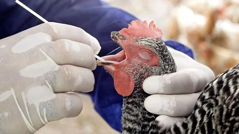 Alerta sanitaria por gripe aviar: Uruguay declaró emergencia nacional y Argentina suspendió exportaciones