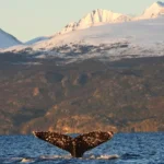 Ushuaia en su mejor momento: las ballenas conquistan el Canal Beagle al final del verano austral