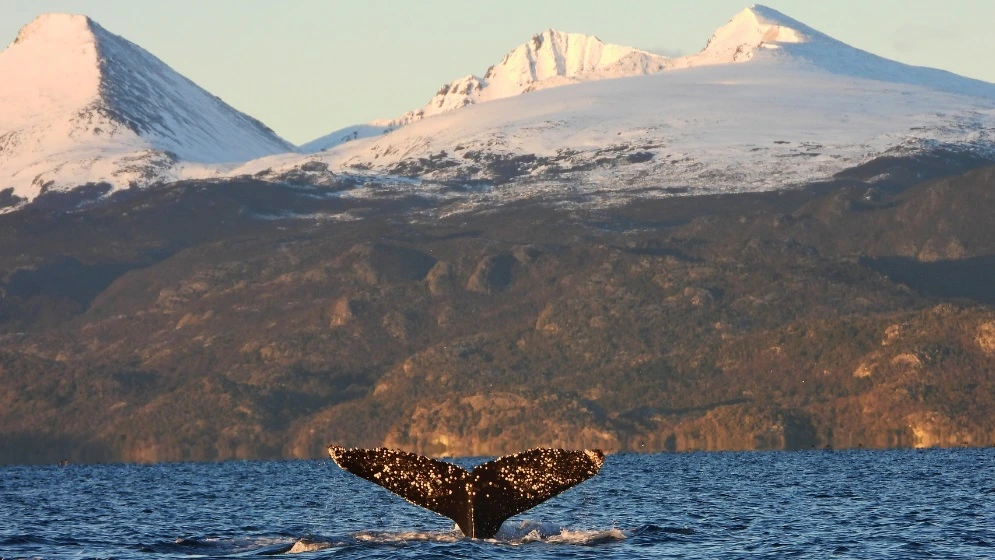 Ushuaia en su mejor momento: las ballenas conquistan el Canal Beagle al final del verano austral Ushuaia en su mejor momento: las ballenas conquistan el Canal Beagle al final del verano austral