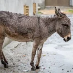 Carne de burro en debate: una nutricionista explicó por qué el problema no es nutricional sino sanitario