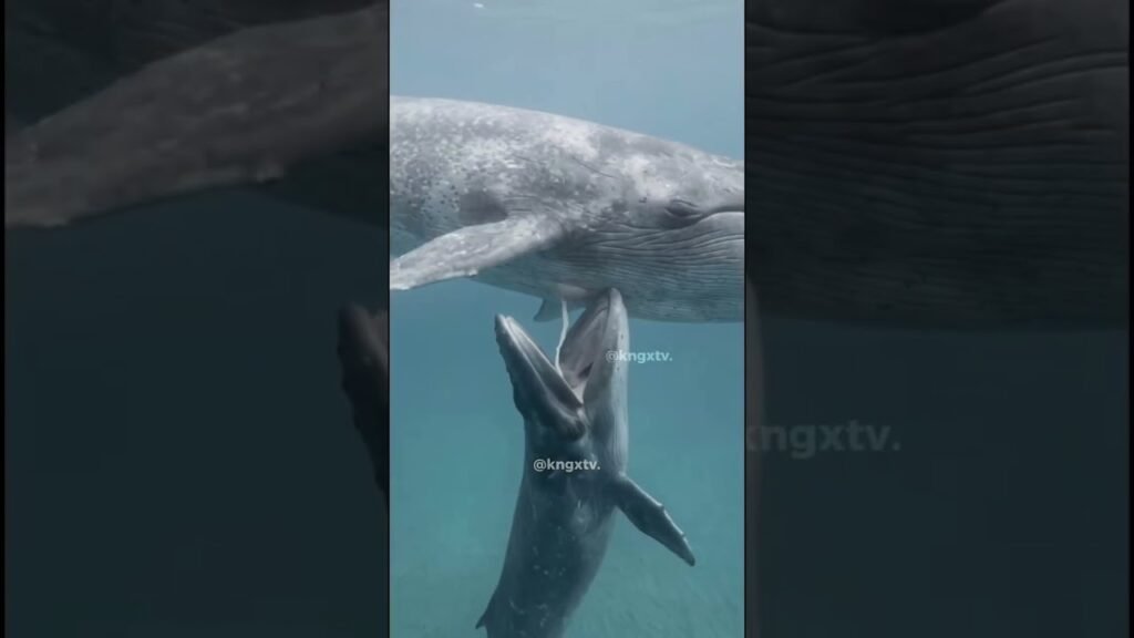 La leche más densa del planeta: la ballena azul