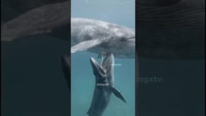 La leche más densa del planeta: la ballena azul