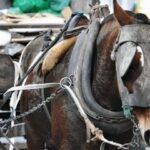 Robo y faena ilegal de caballos en Unquillo: advierten por carne en riesgo sanitario en carnicerías de la zona