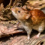 Alerta epidemiológica: El brote de Hantavirus que partió de Ushuaia pone en vilo a Europa