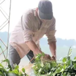 Crisis de la yerba mate: la desregulación del mercado asfixia a los pequeños productores